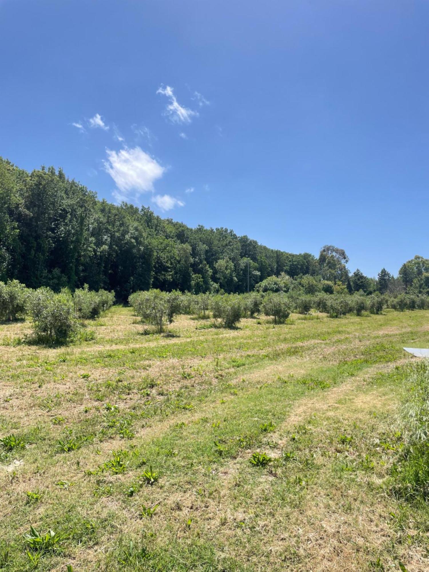 Il Leccio Agriturismo Fiorino Zewnętrze zdjęcie