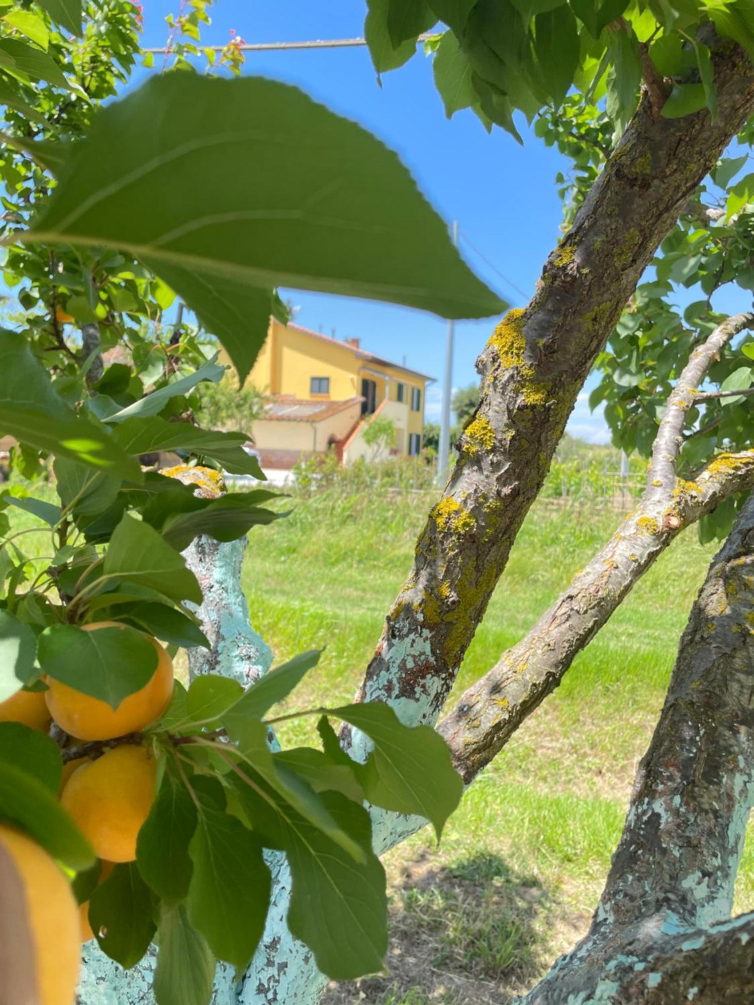 Il Leccio Agriturismo Fiorino Zewnętrze zdjęcie