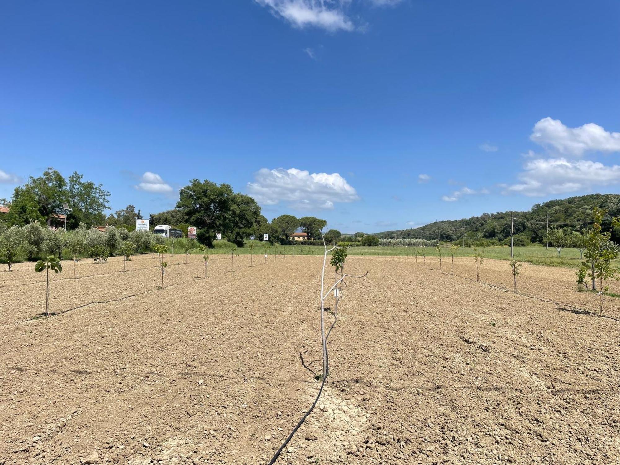 Il Leccio Agriturismo Fiorino Zewnętrze zdjęcie