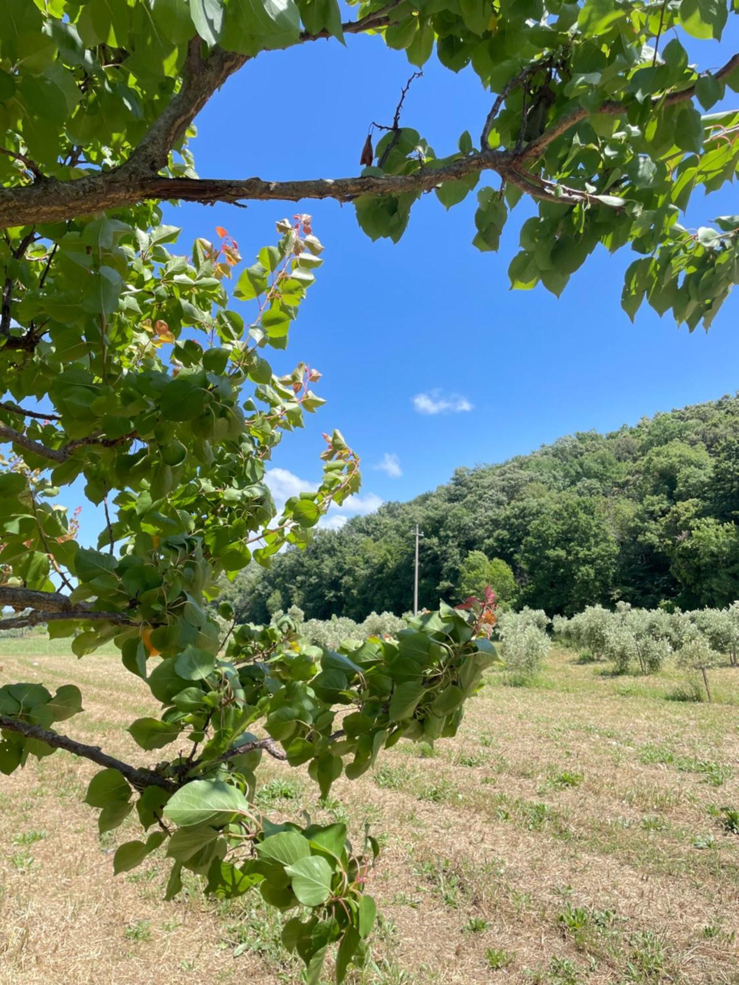 Il Leccio Agriturismo Fiorino Zewnętrze zdjęcie