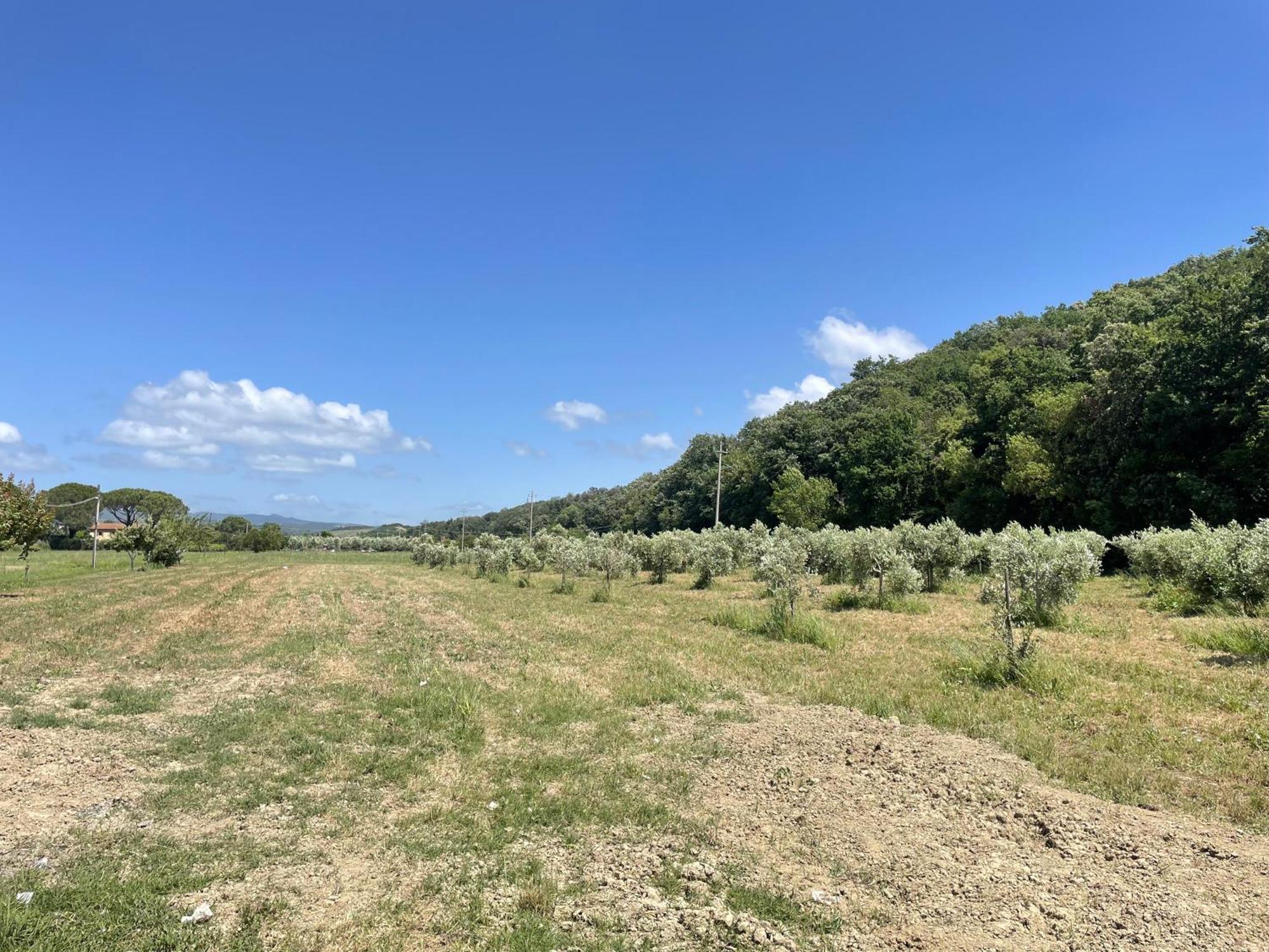 Il Leccio Agriturismo Fiorino Zewnętrze zdjęcie